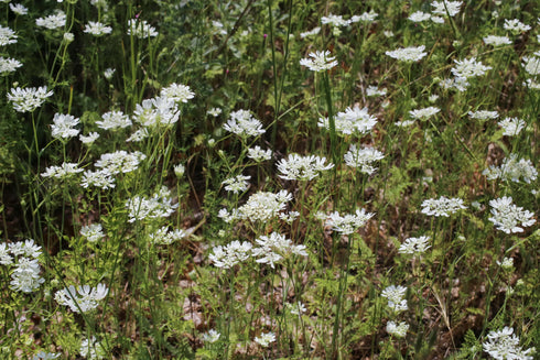 Orlaya White Lace Flower